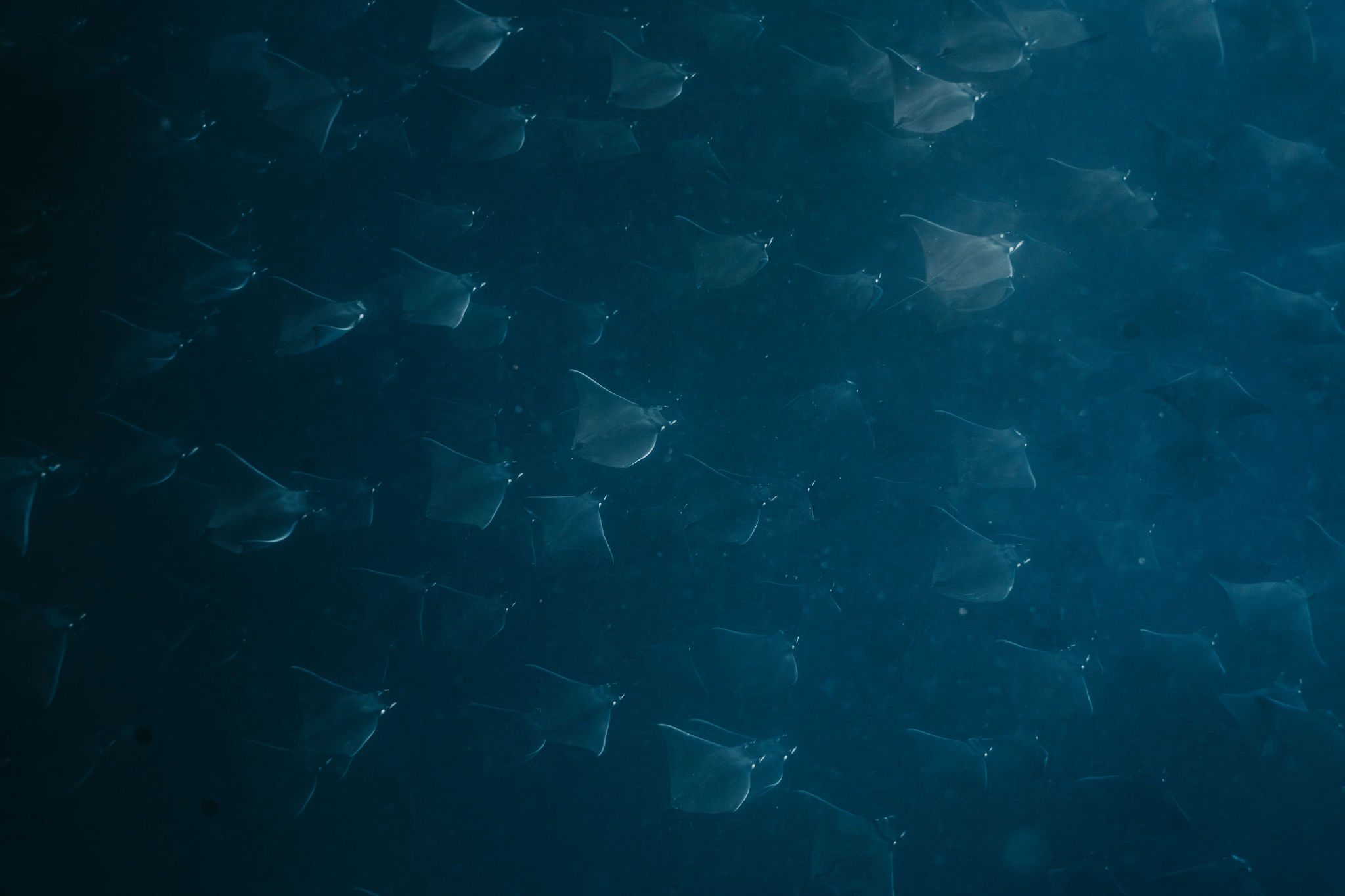 Freediver swimming with a school of mobula rays